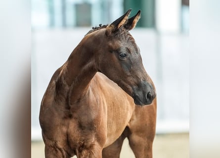 Westphalian, Stallion, Foal (04/2024), Black