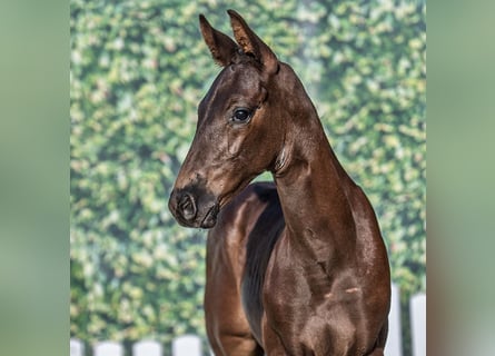 Westphalian, Stallion, Foal (06/2025), Black