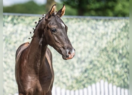 Westphalian, Stallion, , Black