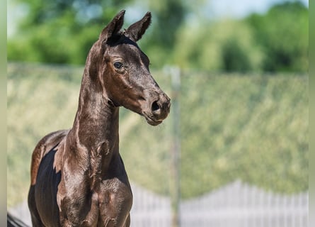 Westphalian, Stallion, Foal (05/2025), Black