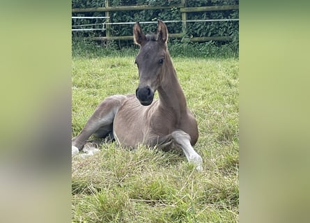 Westphalian, Stallion, Foal (06/2024), Black