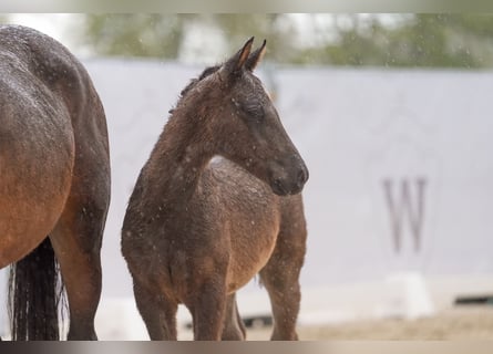 Westphalian, Stallion, Foal (02/2024), Black
