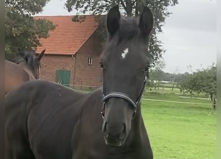Westphalian, Stallion, Foal (04/2026), Black