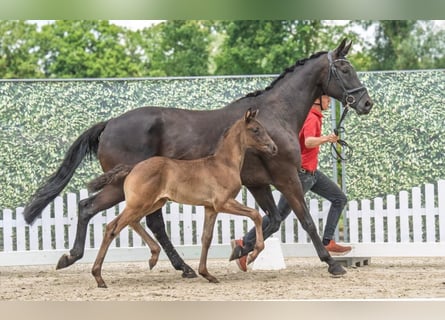 Westphalian, Stallion, Foal (05/2025), Black