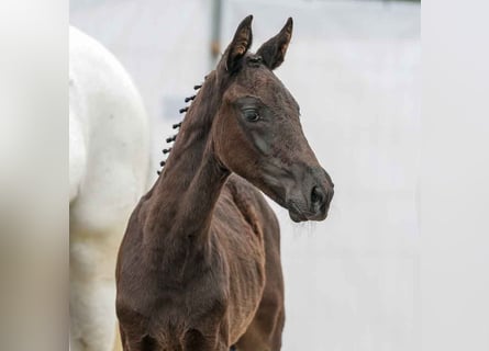 Westphalian, Stallion, Foal (03/2024), Black