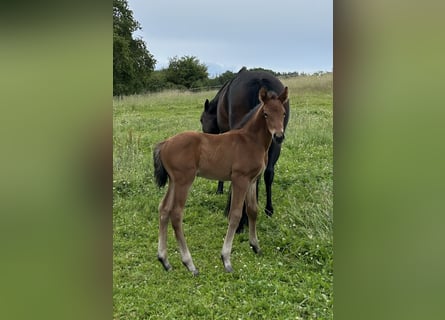 Westphalian, Stallion, Foal (05/2026), Brown