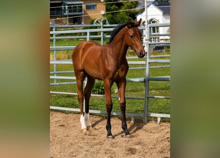 Westphalian, Stallion, Foal (04/2026), Brown