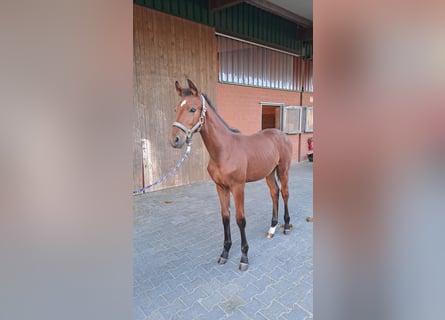 Westphalian, Stallion, Foal (05/2025), Brown