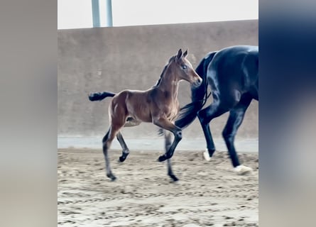 Westphalian, Stallion, , Brown