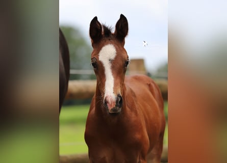 Westphalian, Stallion, Foal (01/2024), Brown