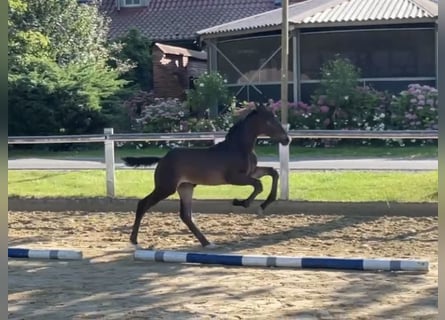 Westphalian, Stallion, Foal (05/2024), Brown