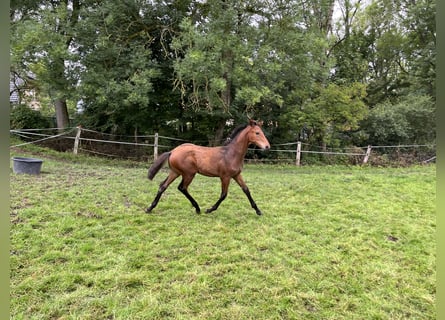 Westphalian, Stallion, Foal (03/2025), Brown