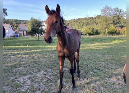 Westphalian, Stallion, Foal (03/2025), Brown