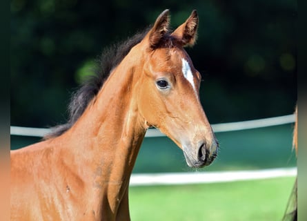 Westphalian, Stallion, Foal (06/2023), Brown