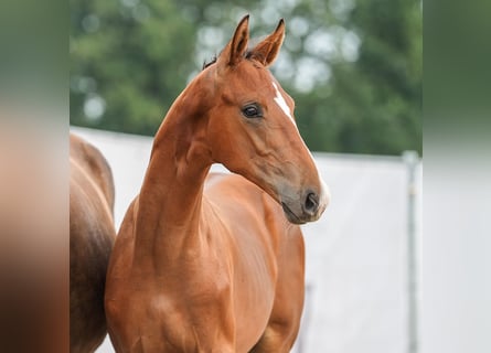 Westphalian, Stallion, Foal (03/2024), Brown