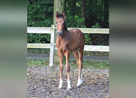 Westphalian, Stallion, Foal (05/2026), Brown