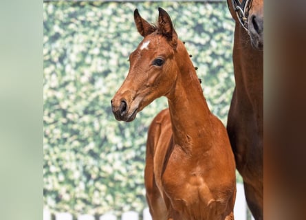 Westphalian, Stallion, , Brown