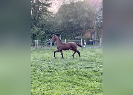 Westphalian, Stallion, Foal (05/2026), Brown
