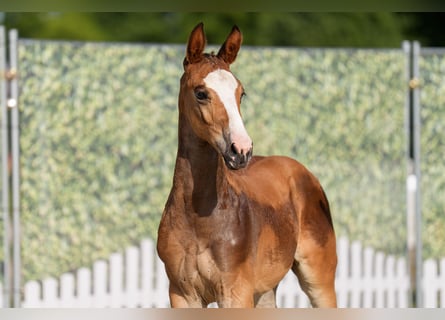 Westphalian, Stallion, Foal (06/2025), Brown