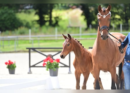 Westphalian, Stallion, Foal (03/2024), Brown