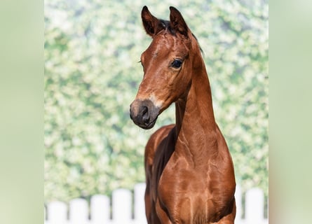 Westphalian, Stallion, Foal (06/2026), Brown