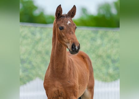 Westphalian, Stallion, Foal (03/2026), Brown