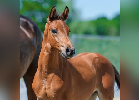 Westphalian, Stallion, Foal (04/2026), Brown