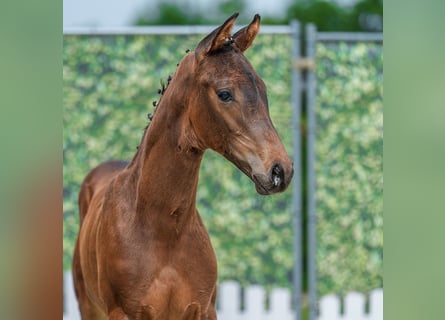 Westphalian, Stallion, Foal (04/2026), Brown