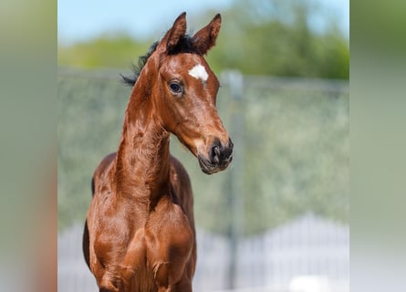 Westphalian, Stallion, Foal (03/2026), Brown