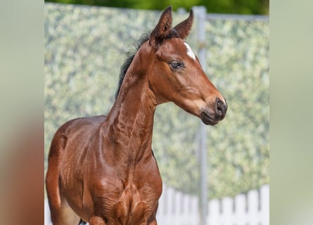 Westphalian, Stallion, , Brown