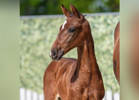 Westphalian, Stallion, Foal (05/2026), Brown