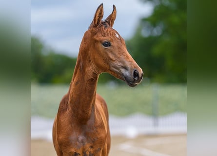 Westphalian, Stallion, Foal (05/2026), Brown