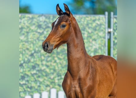 Westphalian, Stallion, Foal (05/2026), Brown