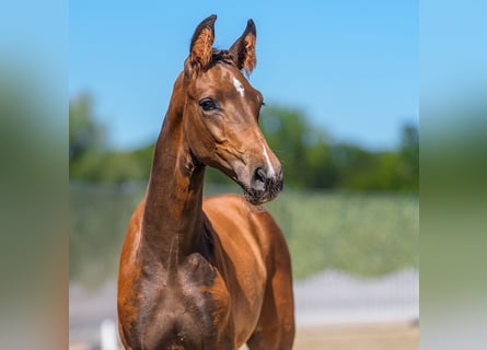 Westphalian, Stallion, Foal (05/2026), Brown