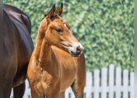 Westphalian, Stallion, Foal (05/2025), Brown