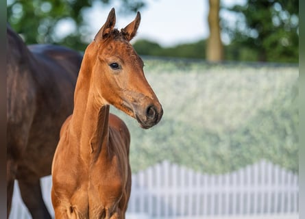 Westphalian, Stallion, , Brown