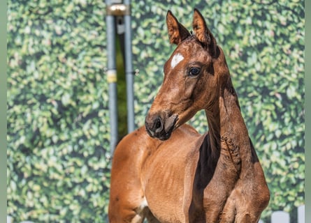 Westphalian, Stallion, , Brown