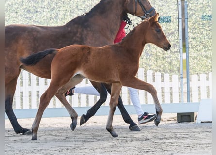 Westphalian, Stallion, Foal (02/2026), Brown