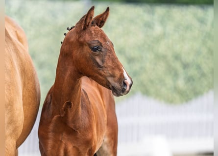 Westphalian, Stallion, , Brown