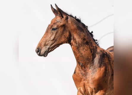 Westphalian, Stallion, Foal (05/2024), Brown