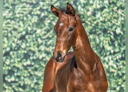 Westphalian, Stallion, , Brown
