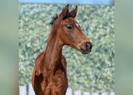 Westphalian, Stallion, Foal (03/2026), Brown