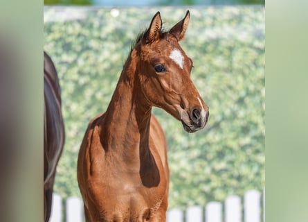 Westphalian, Stallion, Foal (03/2026), Brown