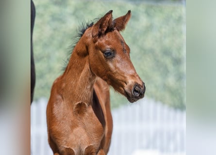 Westphalian, Stallion, Foal (04/2026), Brown