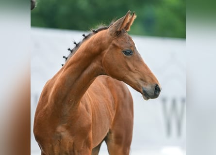 Westphalian, Stallion, Foal (04/2024), Brown