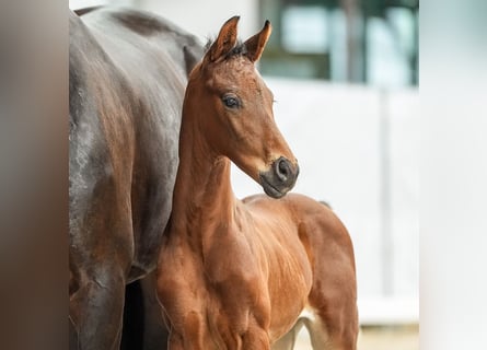 Westphalian, Stallion, Foal (05/2024), Brown