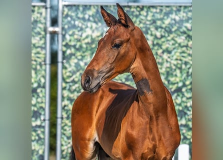 Westphalian, Stallion, Foal (06/2025), Brown