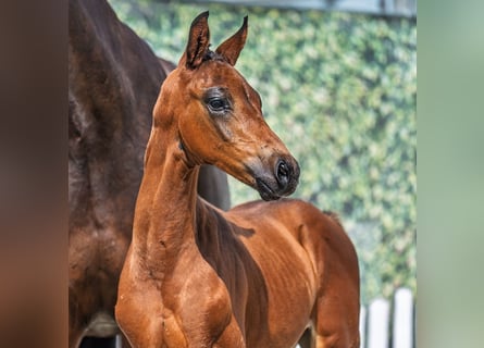 Westphalian, Stallion, Foal (06/2025), Brown