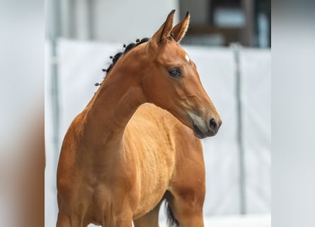 Westphalian, Stallion, Foal (04/2024), Brown