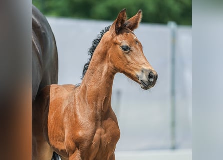 Westphalian, Stallion, Foal (05/2024), Brown